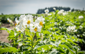 Erd&auml;pfelbl&uuml;te im Waldviertel, &copy; Waldviertel Tourismus, Robert Herbst